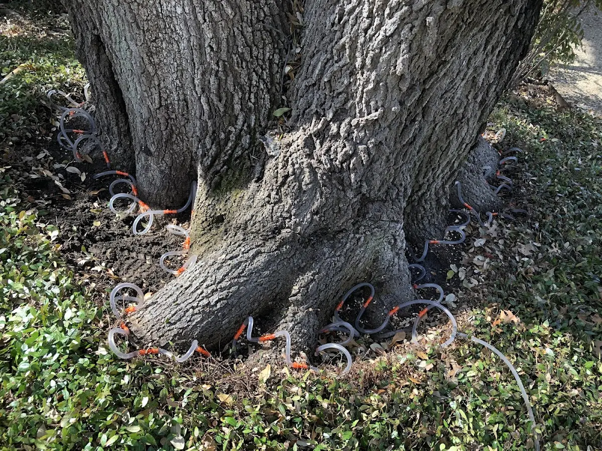 Detailed Tree Cabling and Bracing job site in Atlasburg