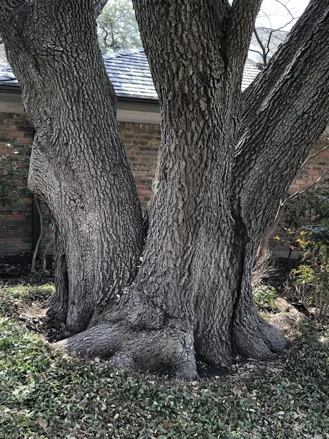 Mature heritage tree close to a Atlasburg property cared for by certified arborists
